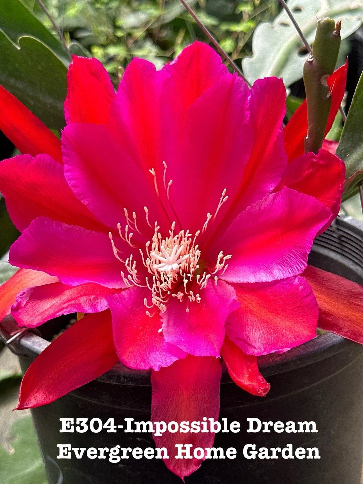 Epiphyllum Orchid Cactus 4-inch Starter Pot, Tropical Indoor Houseplant, Easy Care, Vibrant Blooms, "Impossible Dream" Epiphyllum