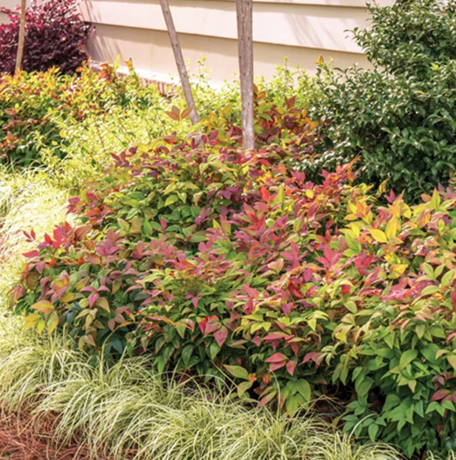 Dwarf Firepower Nandina Shrubs - Live Plants in 2.5" Pot - Nandina domestica - Red and Green Foliage for Garden & Container Planting