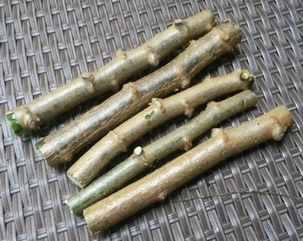 Cassava Cuttings 4 Pack Sweet Jamaica Red Manihot esculenta Organic Root Crop for Gardening