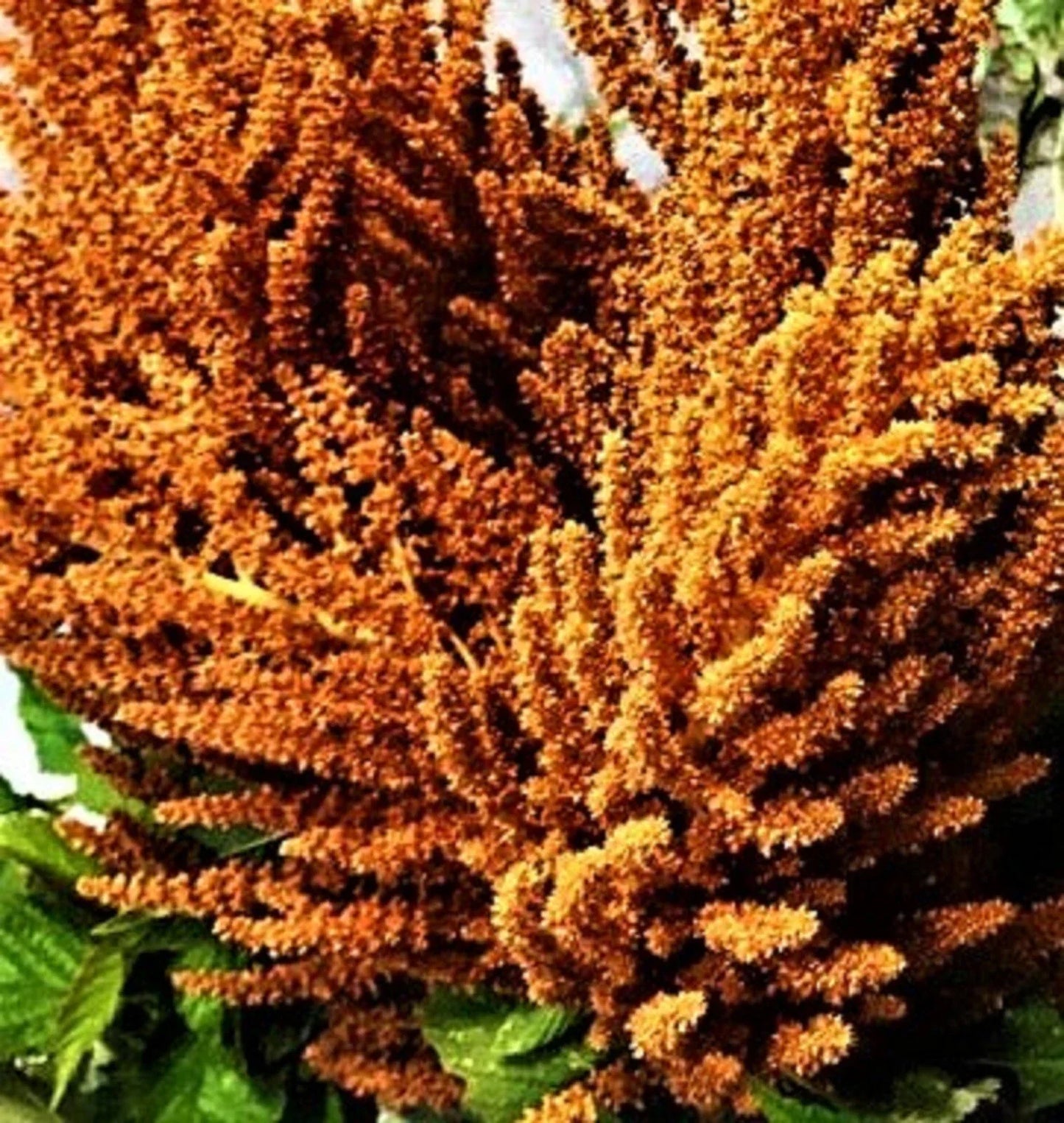 Amaranthus Hot Biscuits Seed Pack - Vibrant Non-GMO Flower Seeds for Borders, Containers & Pollinator Gardens