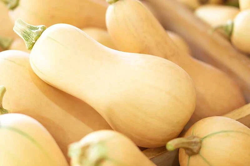 Butternut Squash Seeds Pack 25+ Cucurbita moschata Organic for Gardening, Full Sun, USA Grown