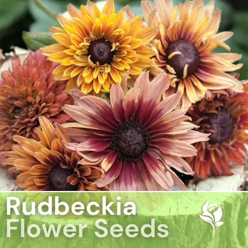 Antique Mix Rudbeckia Seeds - Over 125 Annual Black-Eyed Susan Flower Seeds for Garden, Borders, Cut Flowers - Rudbeckia hirta