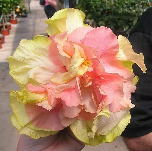 Double Pink Orange Hibiscus Seeds - Perennial Flower Seeds for Gardening - Hibiscus rosa-sinensis, Vibrant Blooms, Pollinator Attractant