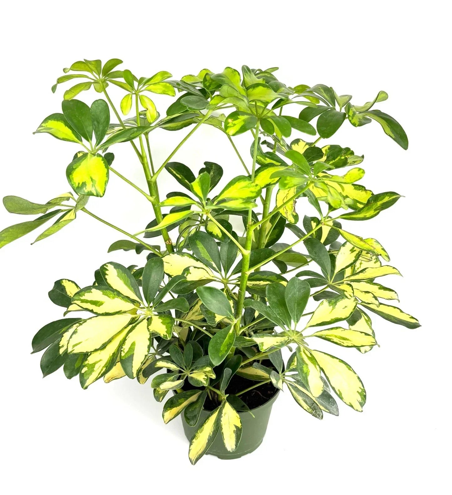 Gold Umbrella Tree Houseplant 6-Inch Pot Schefflera arboricola Gold Capella Indoor Plant for Home Decor