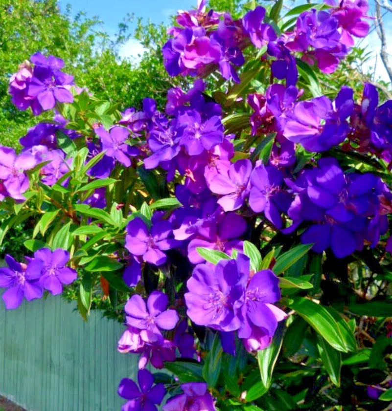 Tibouchina urvilleana Live Plant - 4-8 Inch Fragrant Purple Shrub for Garden or Container Planting