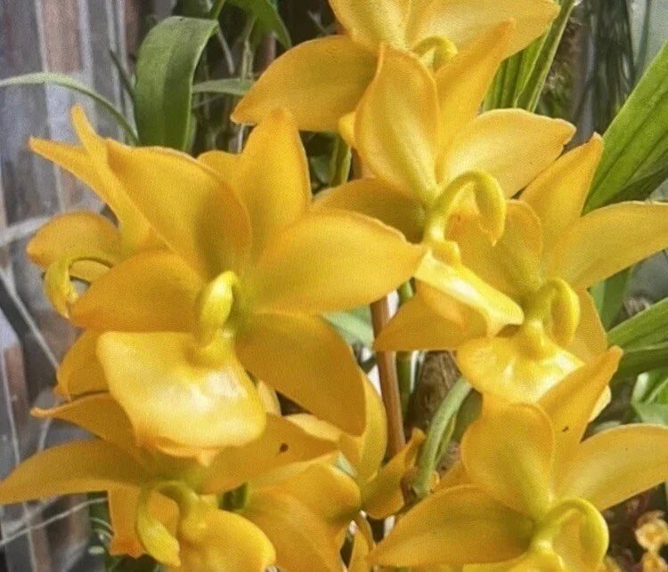 Orchid Plant Bare Root Cycnoches Taichou No. 1 Smtoga Bulb, Unique Cycnoches Orchid, Easy Care Indoor Plant