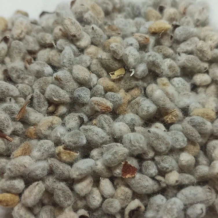 American White Cotton Seeds - 500 Count, Gossypium Hirsutum, Fuzzy Seed, Non-GMO, USA Grown
