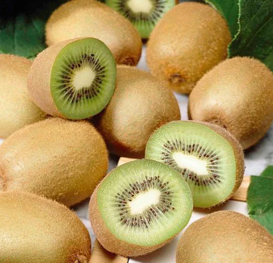 Set of 4 Live Prolific Kiwi Trees – 4–6" Soil-Wrapped Roots – Actinidia deliciosa Fruit Plants for Garden