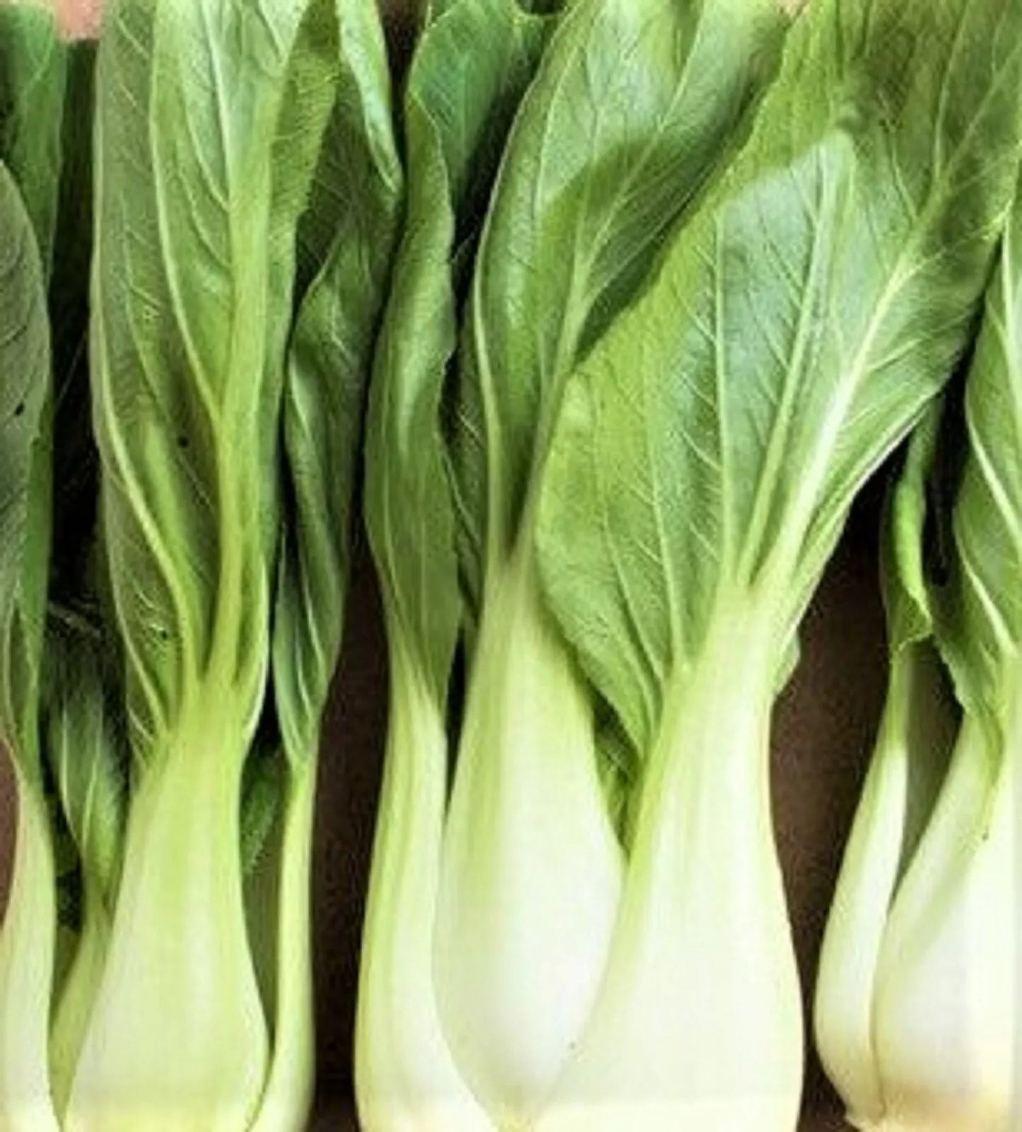 Bok Choy Seeds 200+ White Stem Variety Brassica rapa var. chinensis for Home Garden, Organic, Non-GMO, Easy to Grow