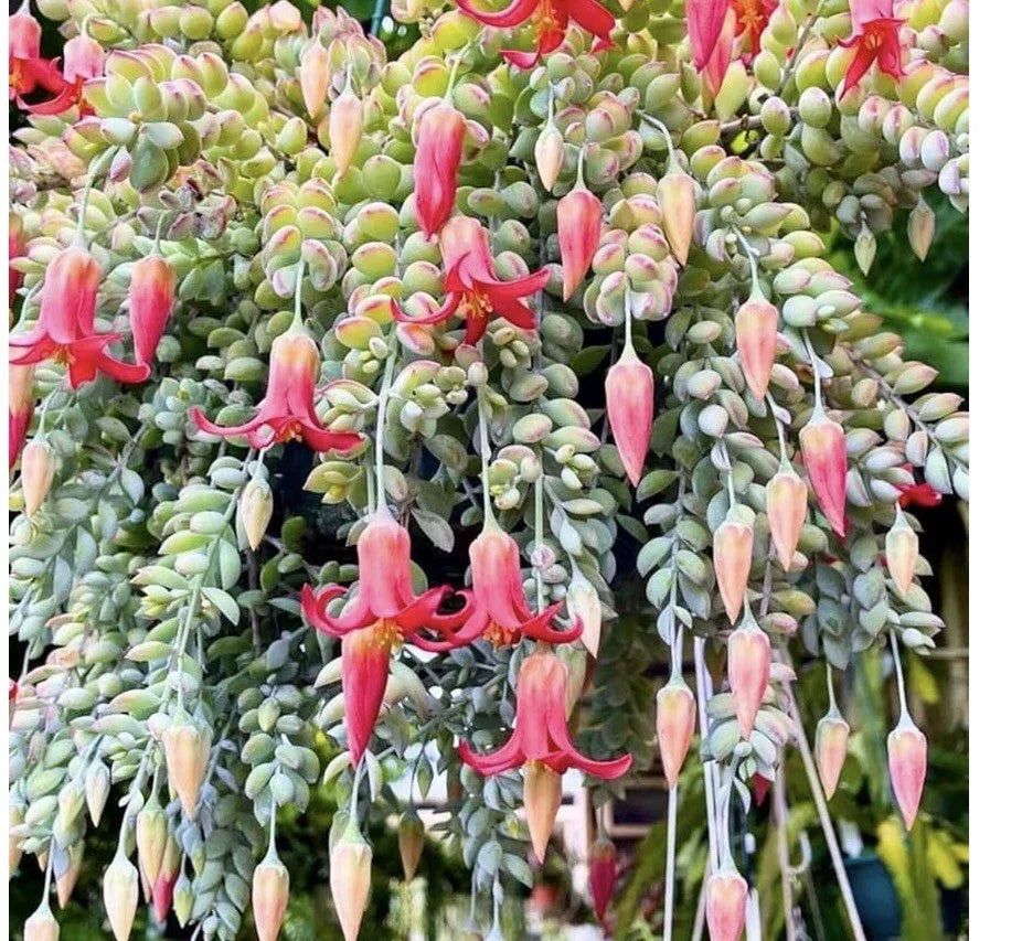 Cotyledon Pendens Succulent Naked Root Plant with Pink Flowers, Indoor Decor, Easy-Care Succulent, Unique Houseplant