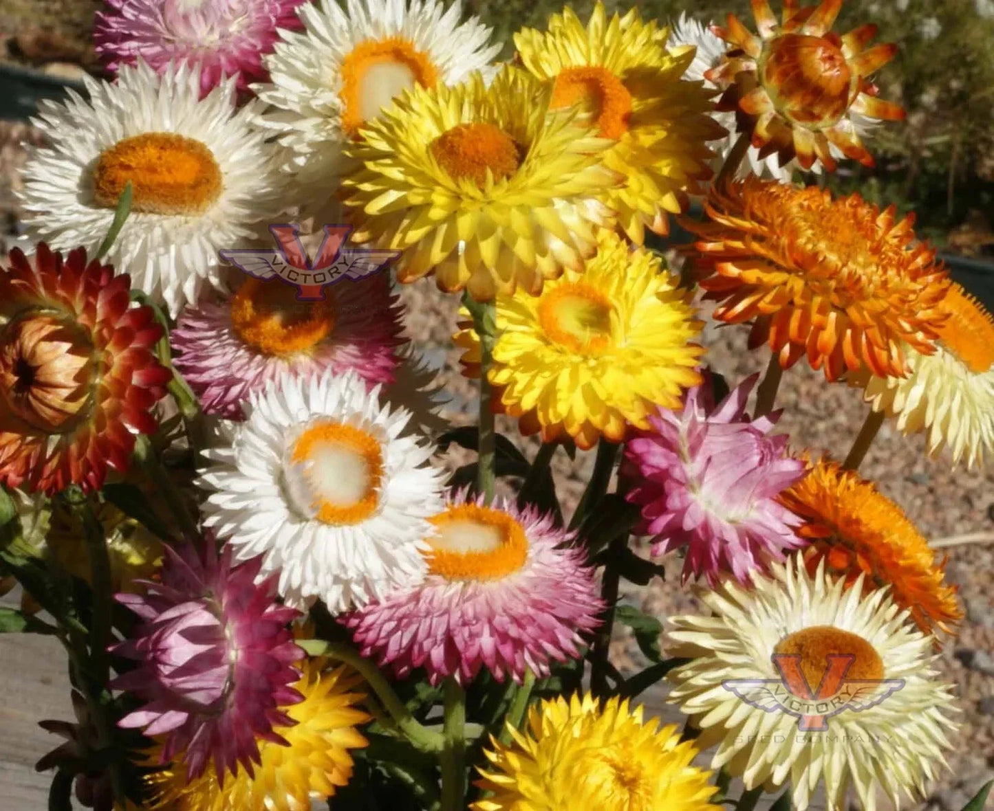 Dwarf Strawflower Seeds Mix - Helichrysum Paper Daisy, Everlasting Colorful Garden Blooms, Non-GMO, Free Shipping