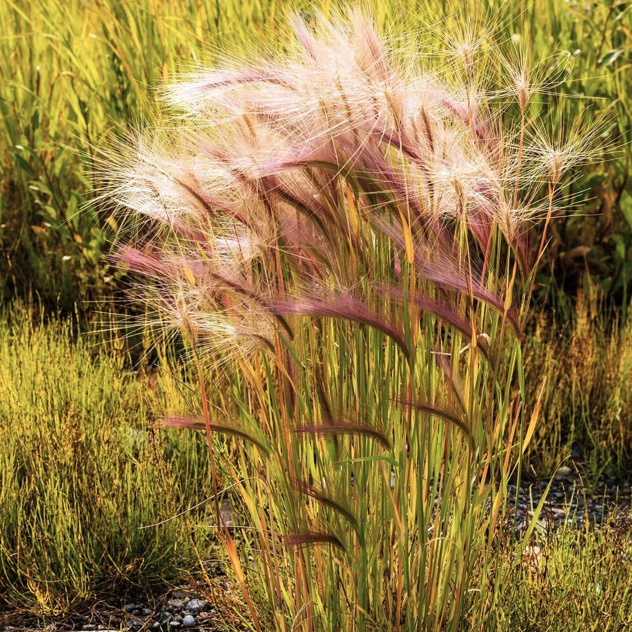 Squirrel Tail Grass Seeds - Perennial Hordeum jubatum - Erosion Control, Ground Cover, Native Grass Seeds
