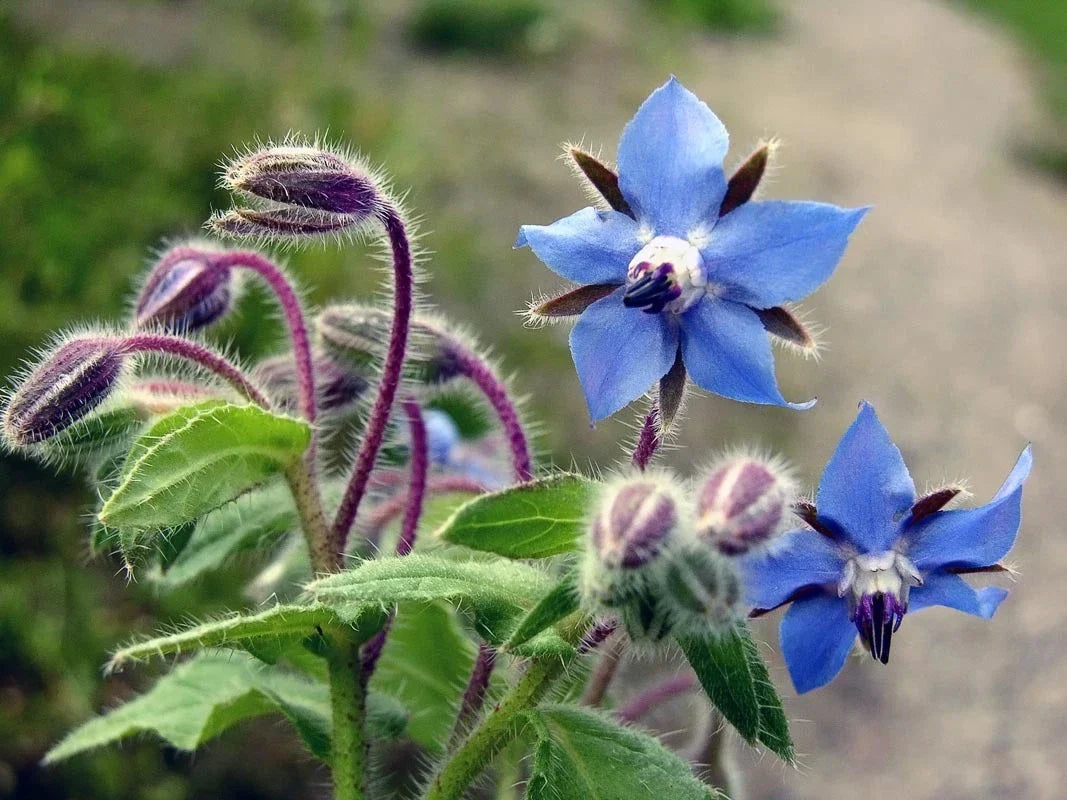 Borage Seeds Non-GMO Edible Herb Borago officinalis Starflower Seeds for Garden, Pollinator Attracting, Various Sizes