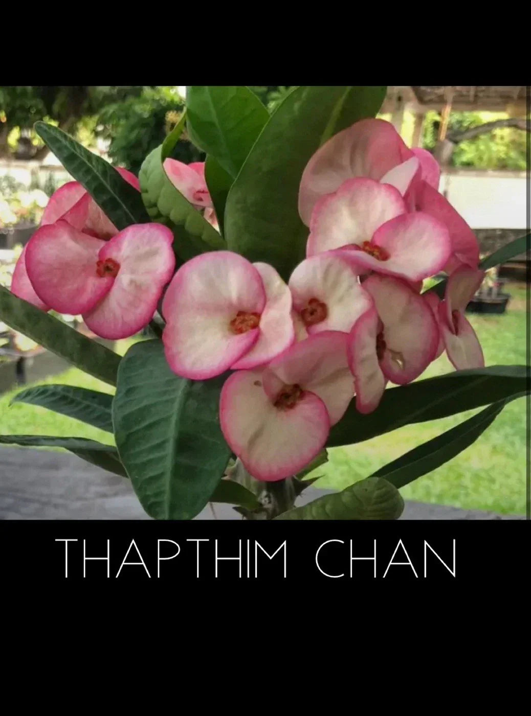 Crown of Thorns Plant - Thapthim Chan Variety - Rooted Euphorbia Milii Succulent for Home & Garden Decor