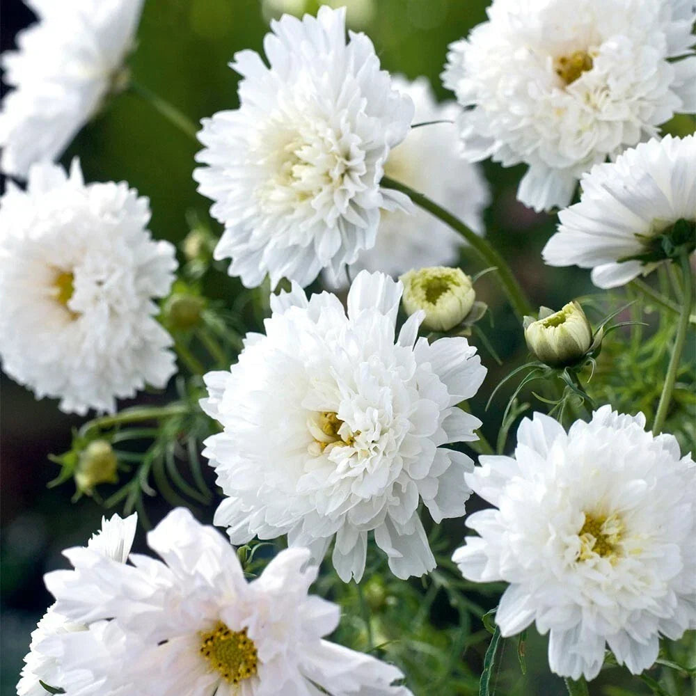 Double Click White Knight Cosmos Seeds - 200+ Pack, Cosmos bipinnatus, Garden Flower, White Blooms, Pollinator Friendly, Easy to Grow
