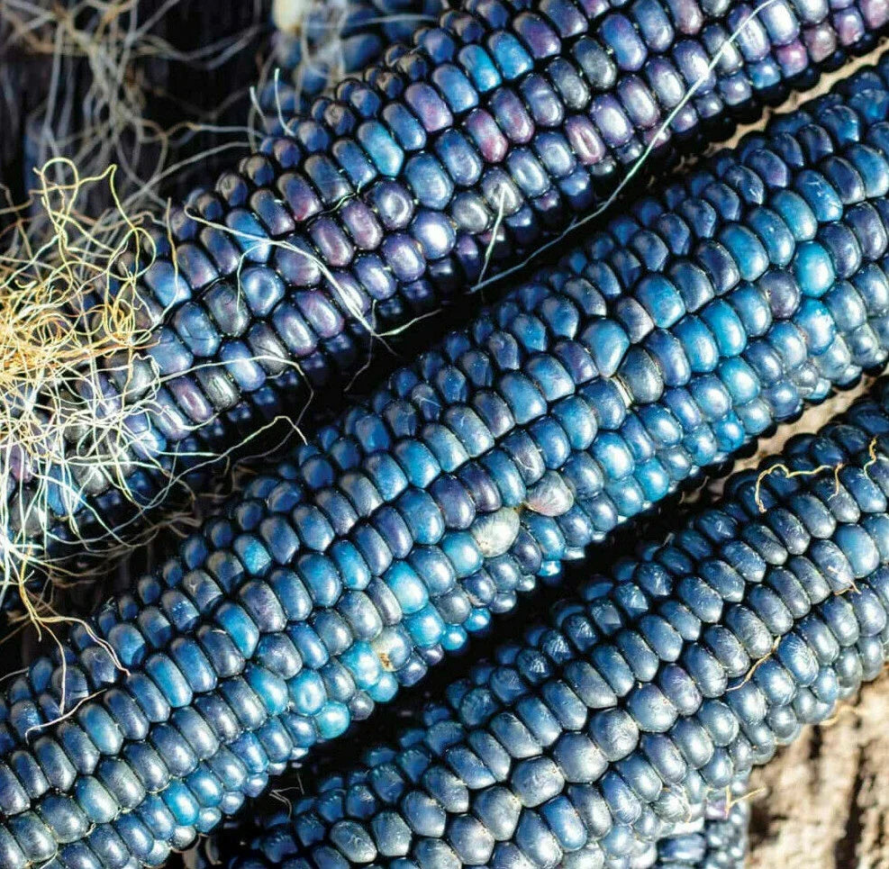Blue Glass Gem Ornamental Corn Seeds - Zea mays everta - Vibrant Blue Popcorn for Garden & Decor