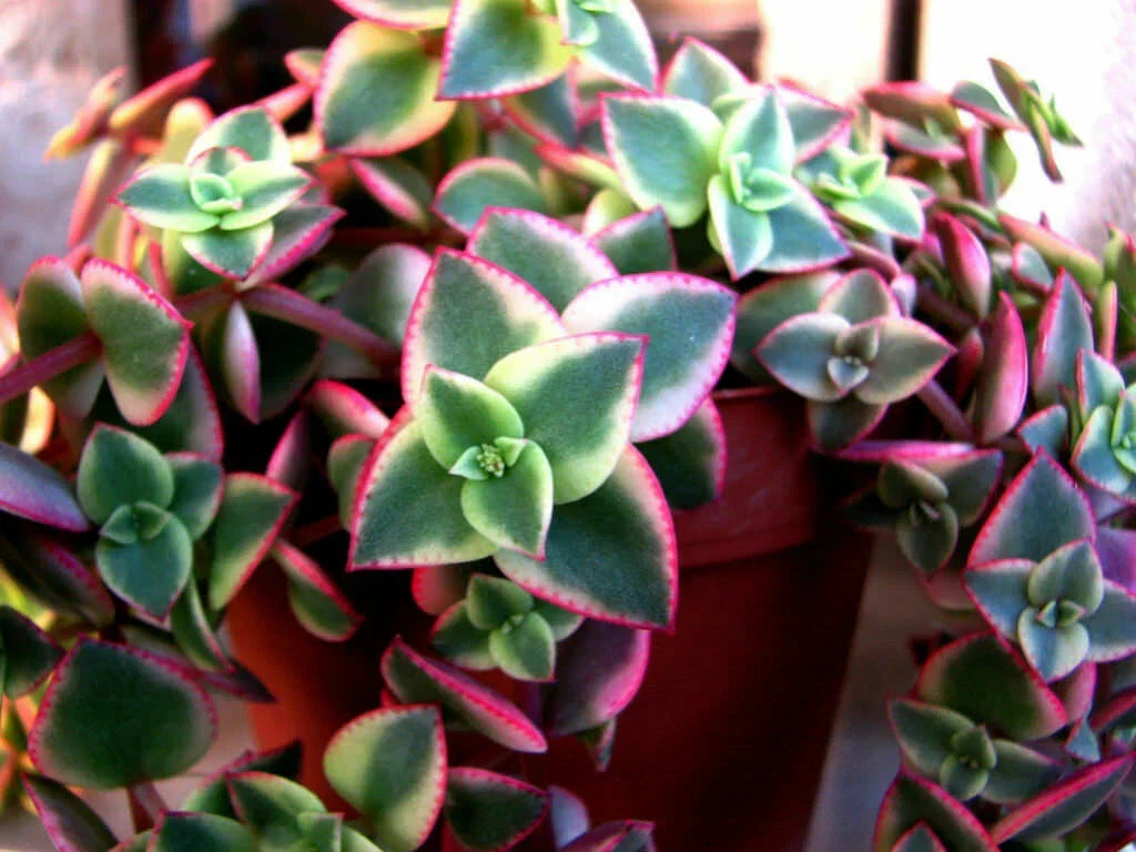 Crassula pellucida subsp. marginalis 'Variegata' Calico Kitten Succulent Cuttings - Variegated, Easy Care, Indoor & Outdoor Plant
