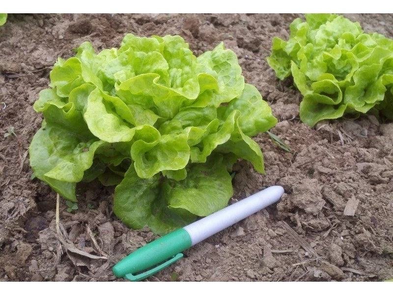 Tom Thumb Leaf Lettuce Seeds - 50 Pack, Easy to Grow, Compact, Crisp, Lactuca sativa, Heirloom, Container Gardening