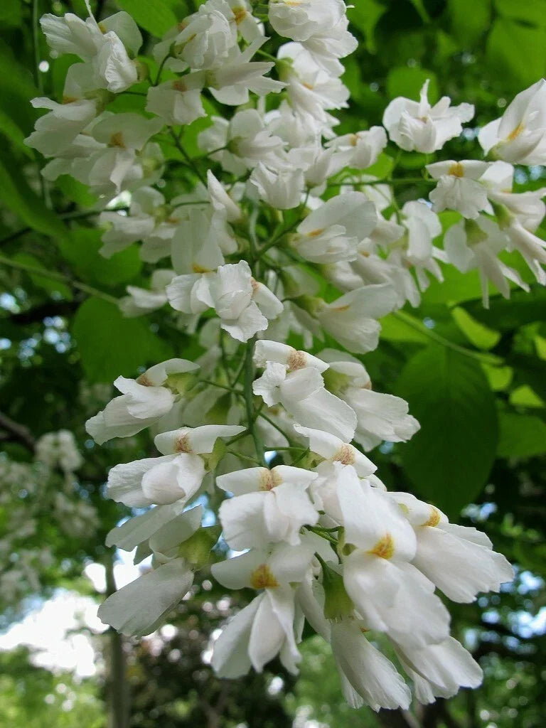 Yellowwood Tree Seeds - 20 Pack Cladrastis kentukea Native Tree Seeds for Planting, Garden, Landscape, Wildlife Pollinator Friendly