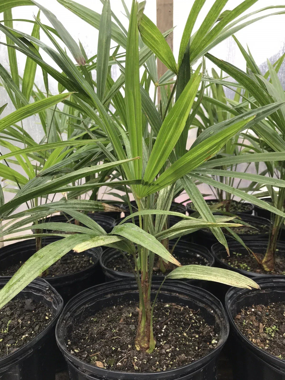 Cold Hardy Windmill Palm 18-20 Inch Trachycarpus Fortunei Tropical Plant for Gardens & Landscaping