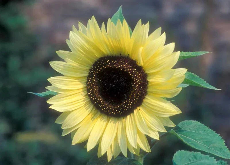 Valentine Sunflower Seeds Pack of 50 | Bright Yellow Blooms | Helianthus annuus | Easy to Grow Garden Flowers