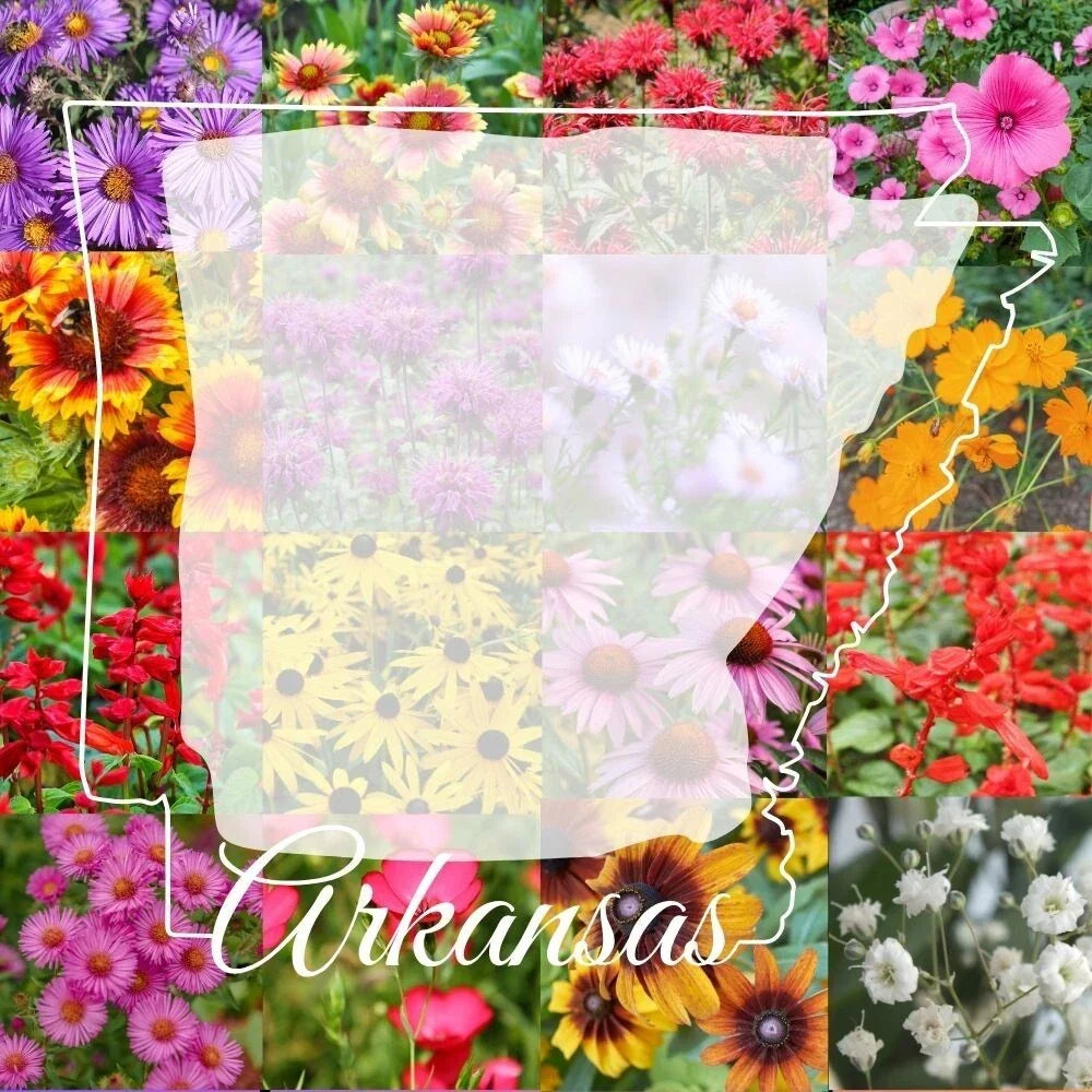 Bulk Wildflower Seed Mix 1/4LB Arkansas Native Wildflowers for Pollinators, Covers 2,000 sq ft