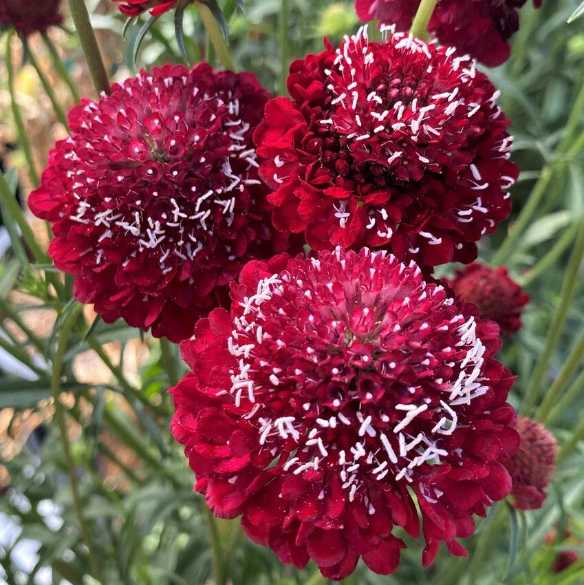 Scabiosa Seeds Raspberry Red Pincushion Flower - 30 Fresh Seeds for Garden Beds & Borders - Scabiosa atropurpurea