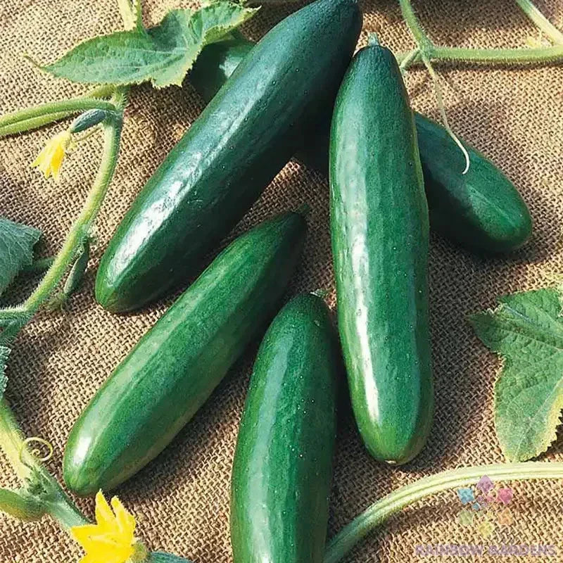 Diva Cucumber Seeds - 25+ Pack, Cucumis sativus, Garden & Container Planting, Non-GMO, Full Sun, Bountiful Harvest