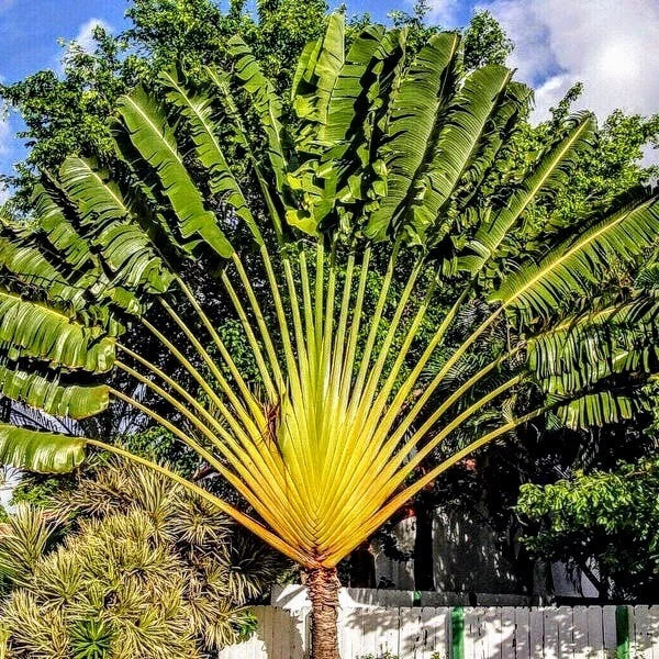 Traveler Palm Live Plants - 10-Pack Ravenea rivularis Tropical Indoor & Outdoor Decor
