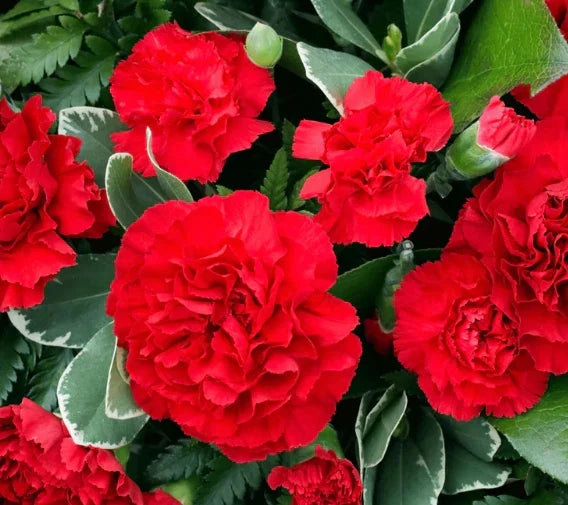 Carnation Seeds - 200 Non-GMO Dianthus caryophyllus ETINCELLANT RED Flower Seeds for Pollinator Gardens and Cut Flowers