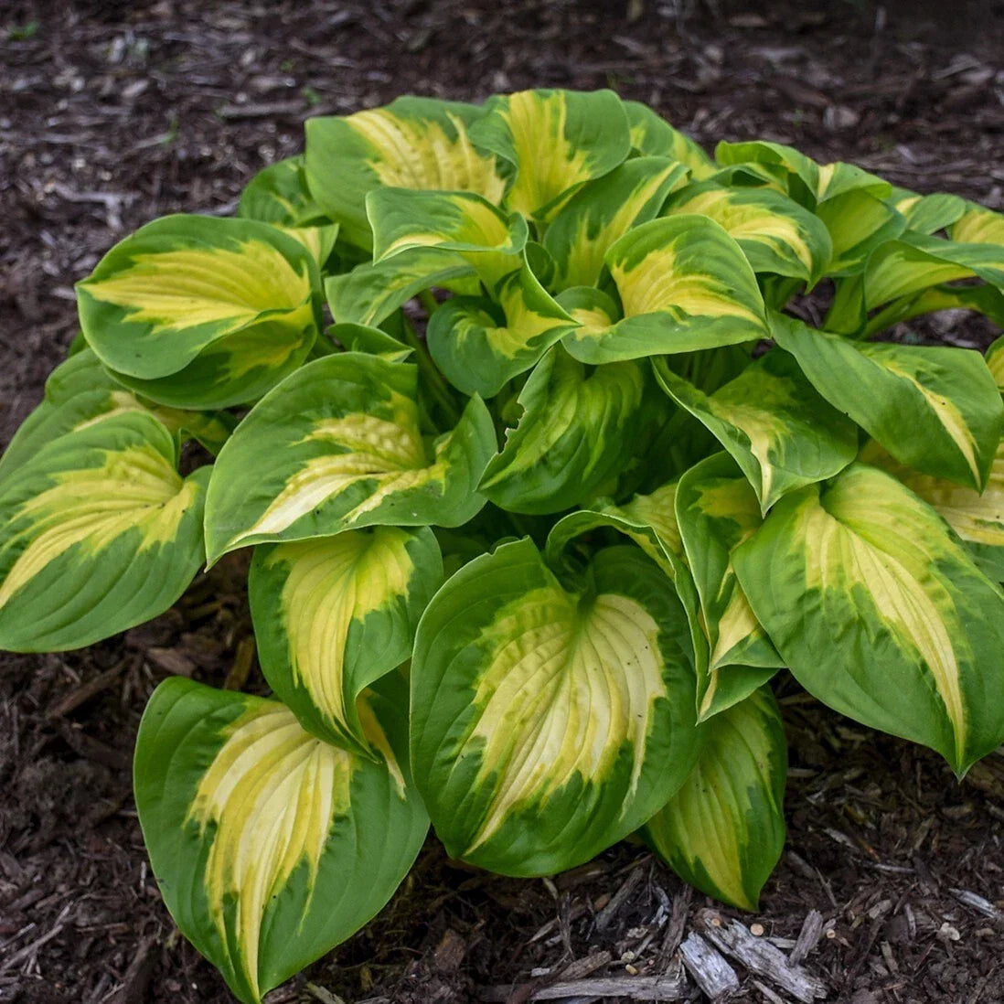 Hosta Plant in 5.25" Pot | Etched Glass Variety | Proven Winners Perennial | Hosta spp. for Shade Gardens
