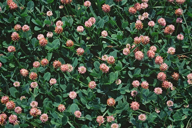 Strawberry Clover Seeds - 250+ Trifolium fragiferum Ground Cover for Lawns & Gardens, Eco-Friendly, Attracts Pollinators