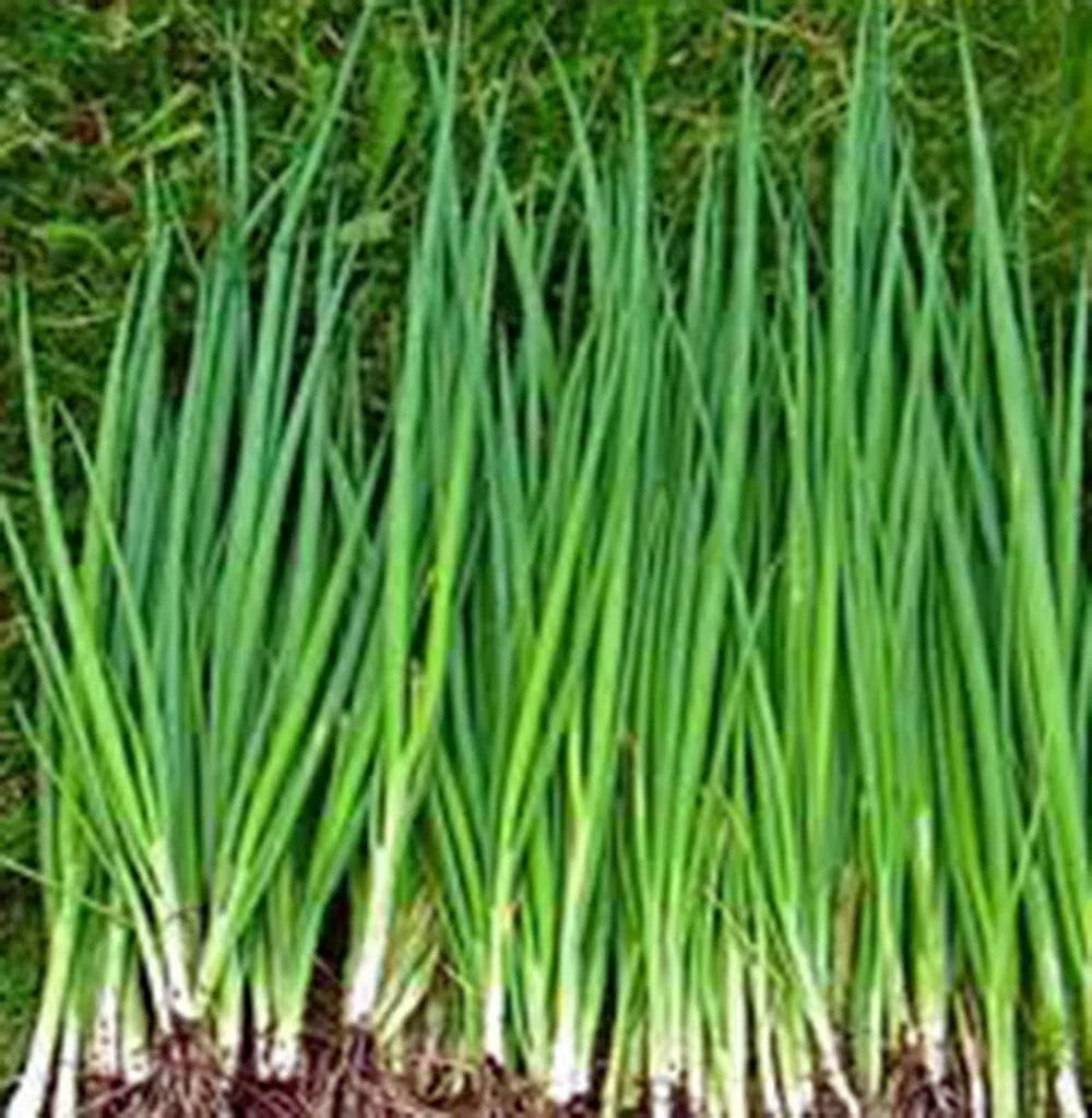 Heirloom Tokyo Long White Onion Seeds - Non-GMO Allium fistulosum for Salads, Culinary Use, Container Gardening, 100+ Seeds