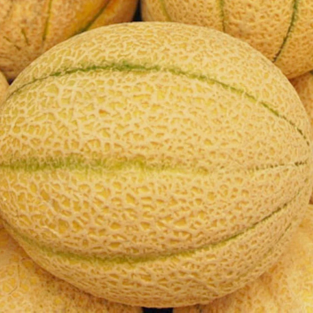 Iroquois Melon Seeds | Heirloom, Non-GMO, Citrullus lanatus, Sweet, Juicy, Garden Seeds