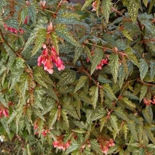 Angel Wing Begonia Medora Rooted Starter Plant – Compact Indoor Houseplant, Vibrant Foliage, Easy Care, Begonia coccinea