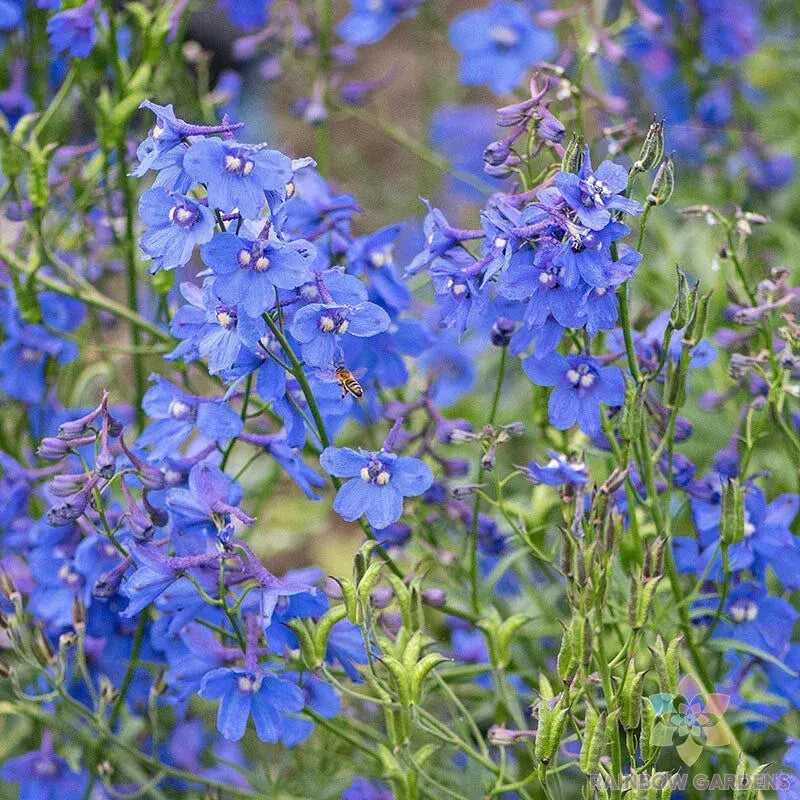 Bellamosa Delphinium Seeds - 200+ Pack for Garden Planting - Delphinium elatum - Perennial Flowers for Borders & Cut Flowers