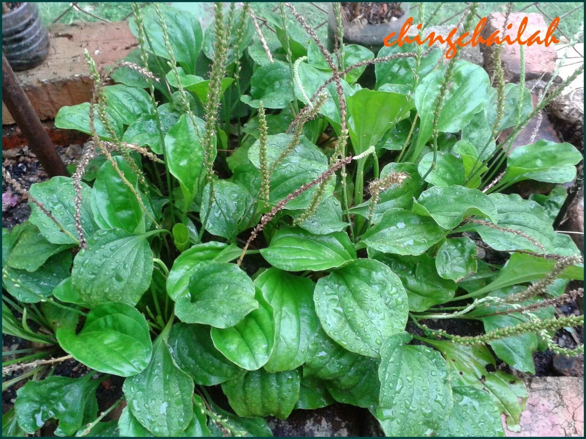 Live Plant Set of 3 - Plantago Major Edible Herbal Perennial - Culinary Herb with Robust Roots - Allergy Relief Plant