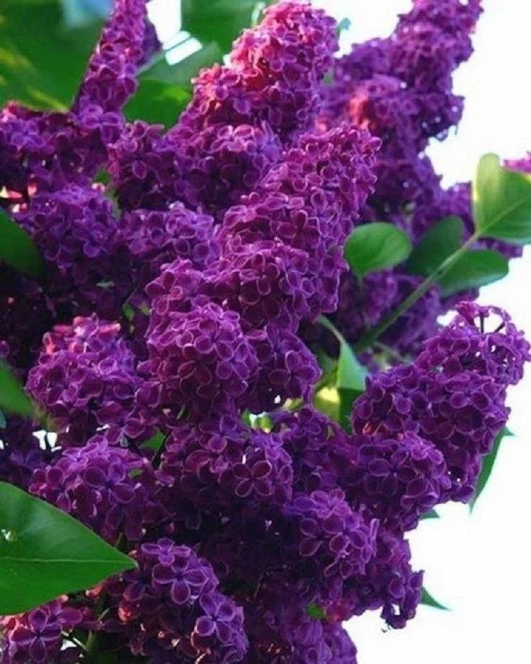 Dark Purple Lilac Seeds | Fragrant Perennial Flowers Syringa vulgaris | Easy to Grow Garden Seeds from US Seller