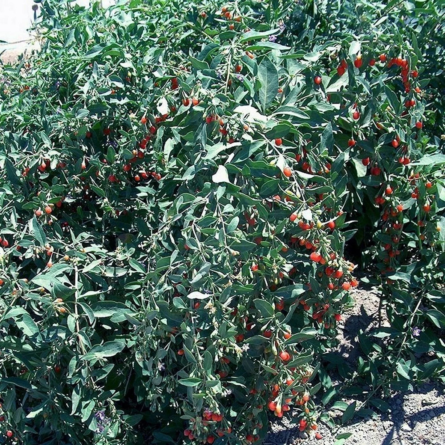Goji Berry Cuttings - 10 Fresh Lycium barbarum Shoots for Propagation - Non-Rooted Plant Clippings