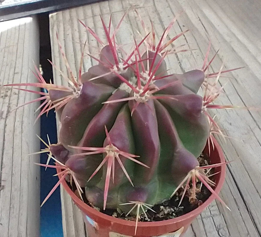 Red Spine Barrel Cactus 60mm Pot Ferocactus pilosus 'Stainesii' Drought Tolerant Succulent Indoor Outdoor