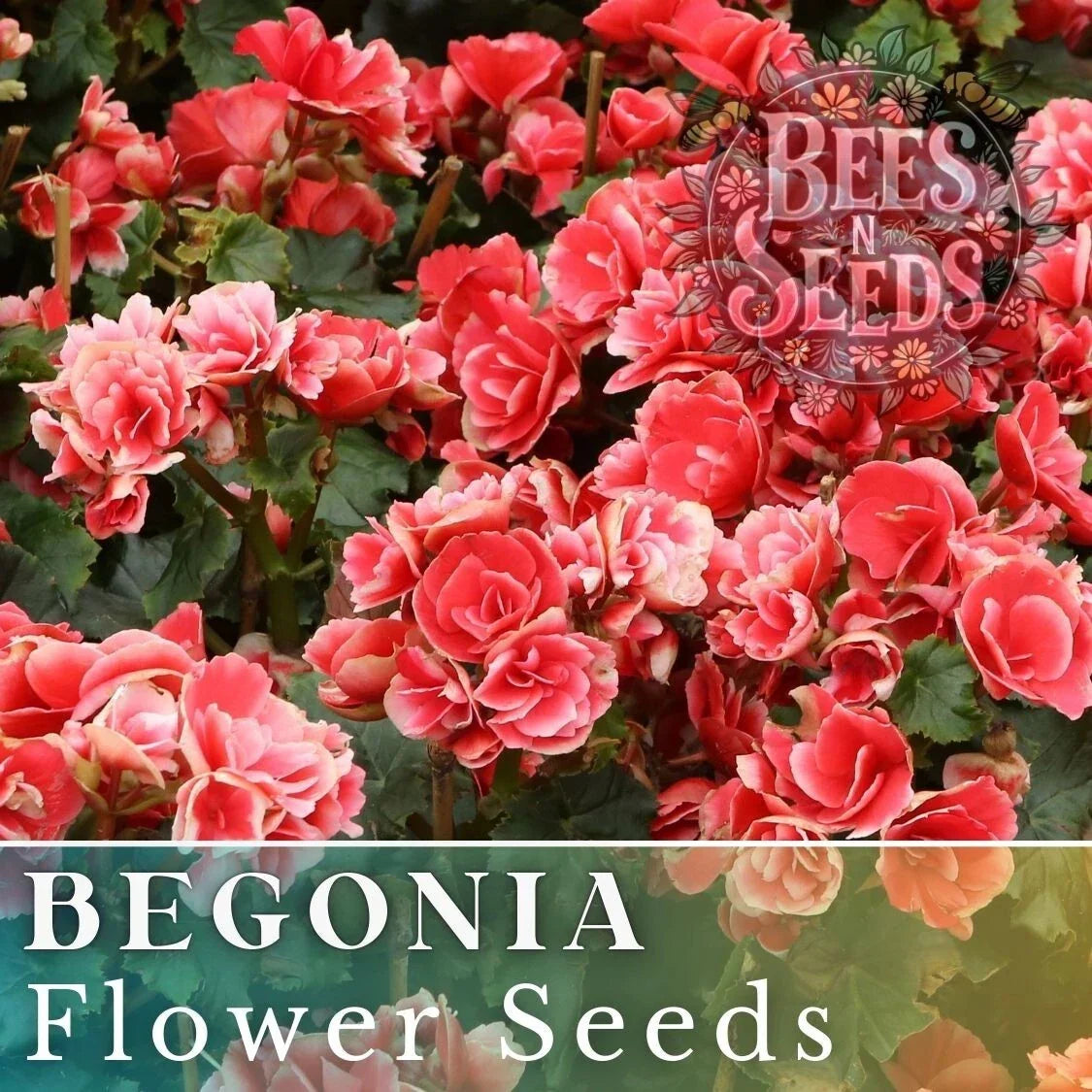 Saffron Sparkle Begonia Seeds - 45/125 Non-GMO Flower Seeds for Bright Orange Blooms - Begonia x tuberhybrida