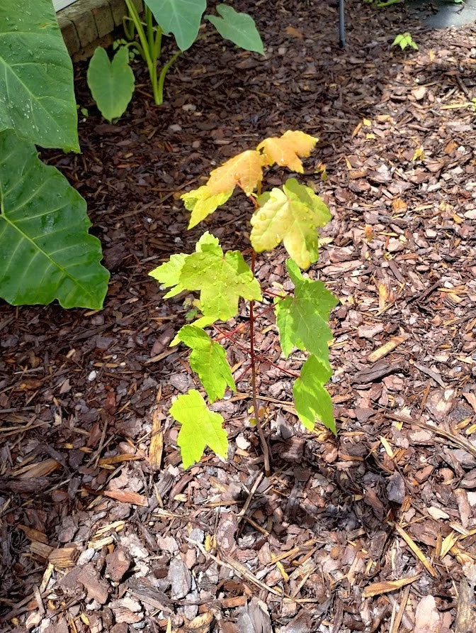 Sunset Maple Tree Seedlings Bare Root 4-6 Inches Acer Rubrum Shade Tree Fall Foliage Landscaping