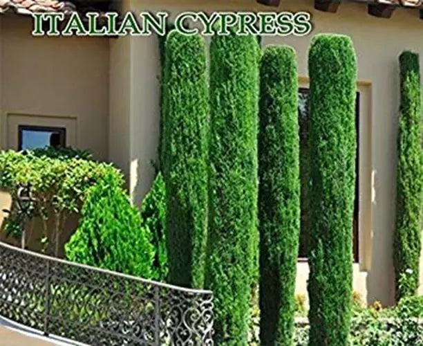 300 Italian Cypress Seeds, Tuscan Variety, Fast-Growing Trees, Cupressus sempervirens for Landscaping