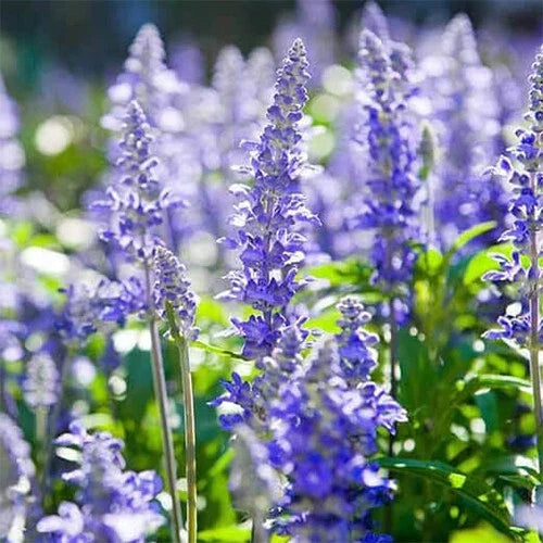 Hyssop Seeds Heirloom Non-GMO Blue-Purple Flowers | Hyssopus officinalis | Pollinator Attracting Perennial Seed Packet