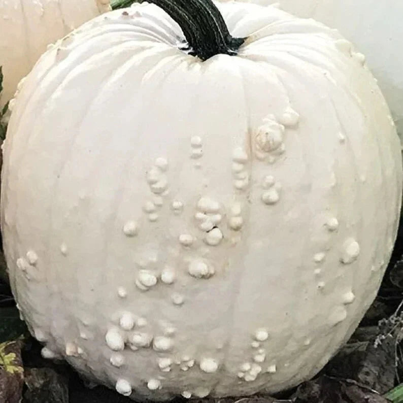 White Specter Pumpkin Seeds - 10 Organic Cucurbita pepo Heirloom Seeds for Fall Gardens, Halloween & Culinary Use, USA Grown, Non-GMO