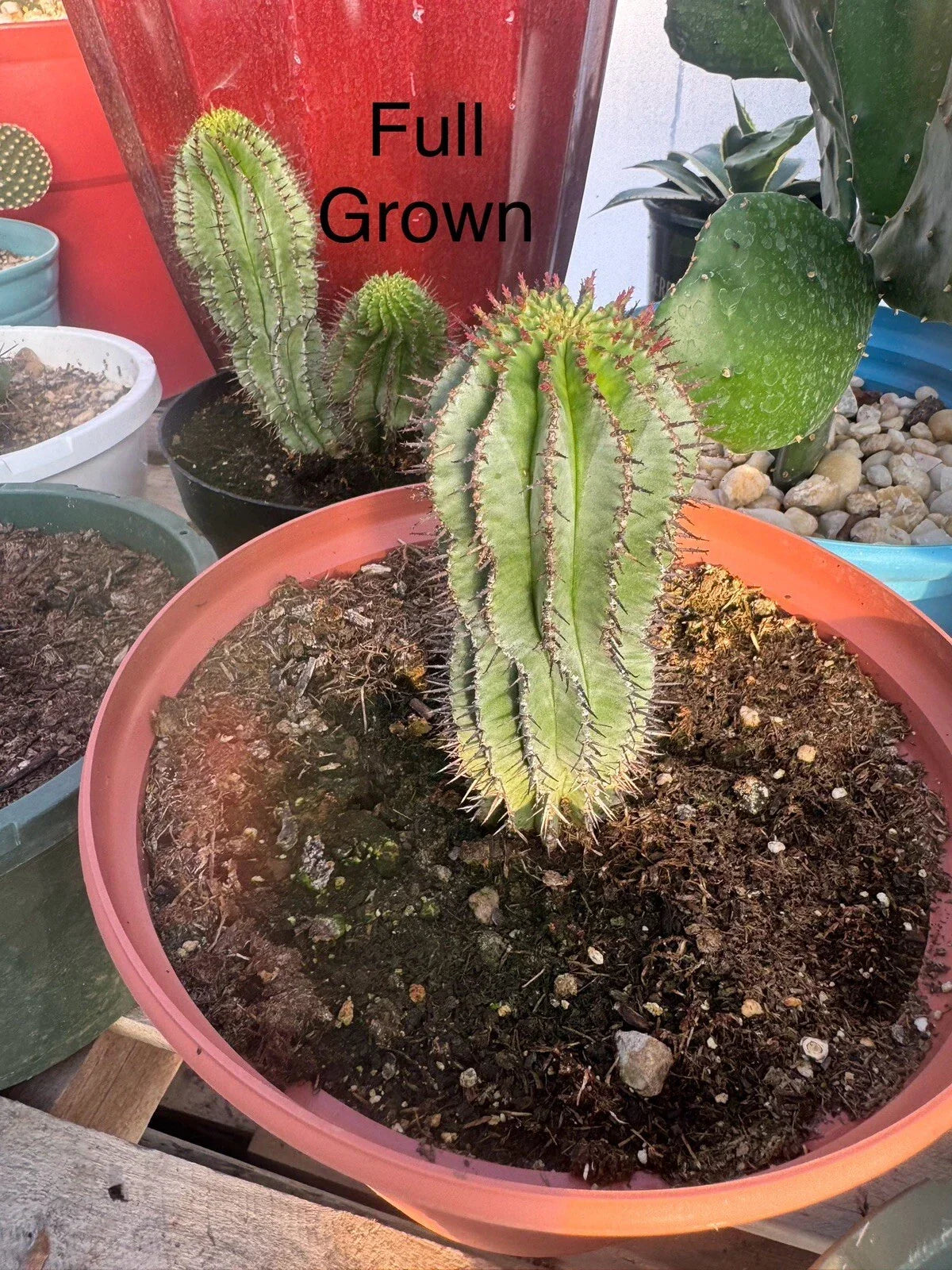 African Milk Barrel Plant - Euphorbia Polygona Haw Rooted Start - Unique Succulent for Home & Garden