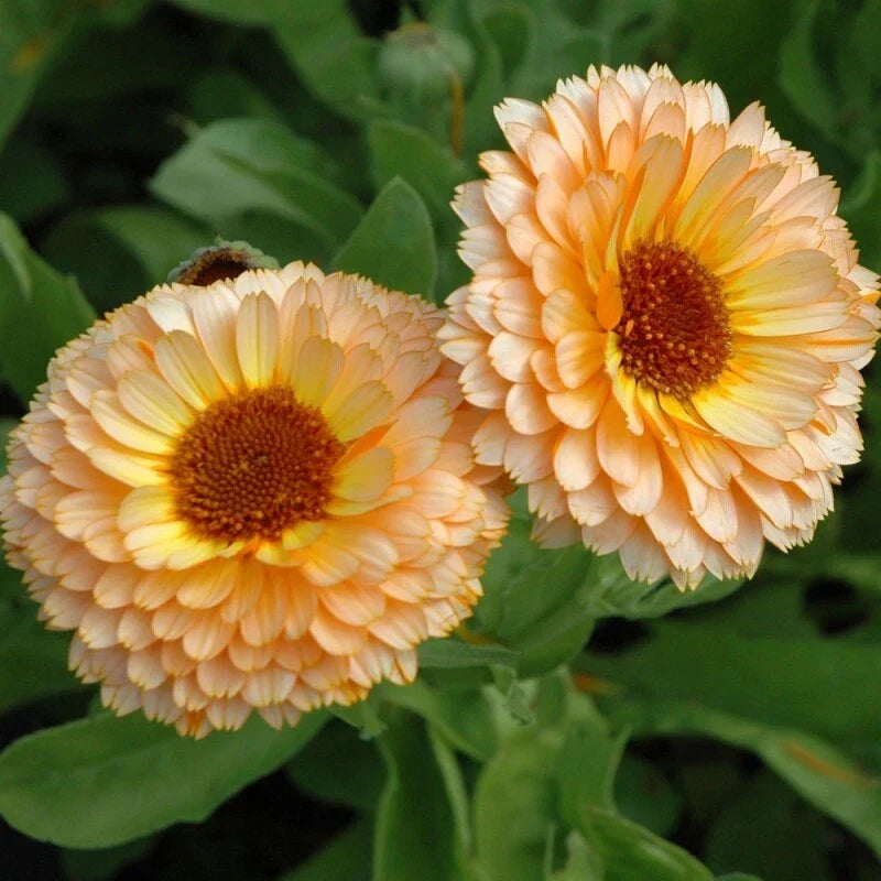 Calendula Seeds Pink Surprise | Heirloom Edible Flowers | Organic Gardening | Calendula officinalis