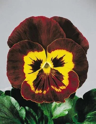 Pansy Seeds 50 Count Joker Mahogany Gold Viola tricolor var. hortensis for Borders, Containers, Flower Beds