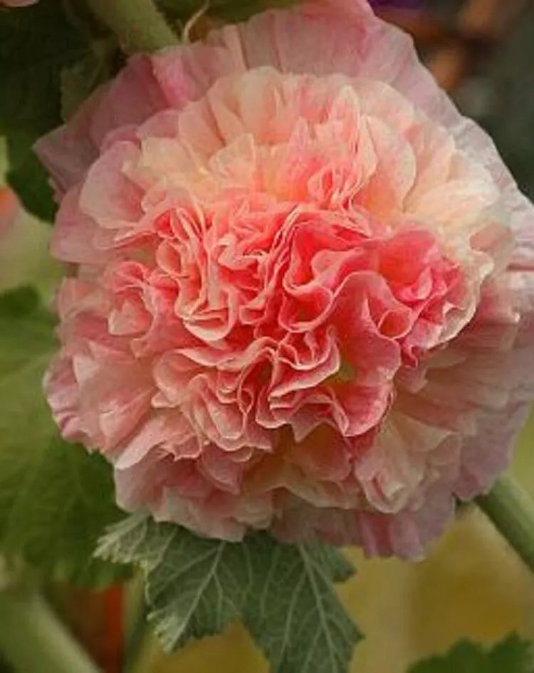 Double Orange Hollyhock Seeds - Perennial Alcea rosea for Borders & Gardens, 25 Seeds