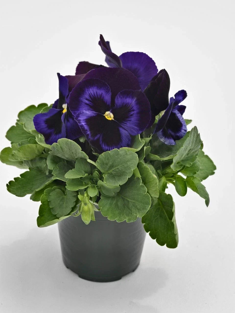 Pansy Seeds 50 Count - Blue Velvet Viola tricolor var. hortensis - Vibrant Flowering Annual for Garden Beds & Containers